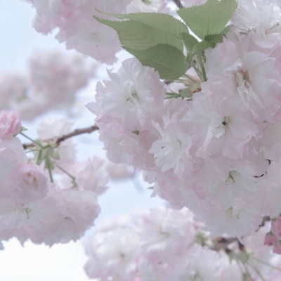 兽设原创改稿思路福瑞群